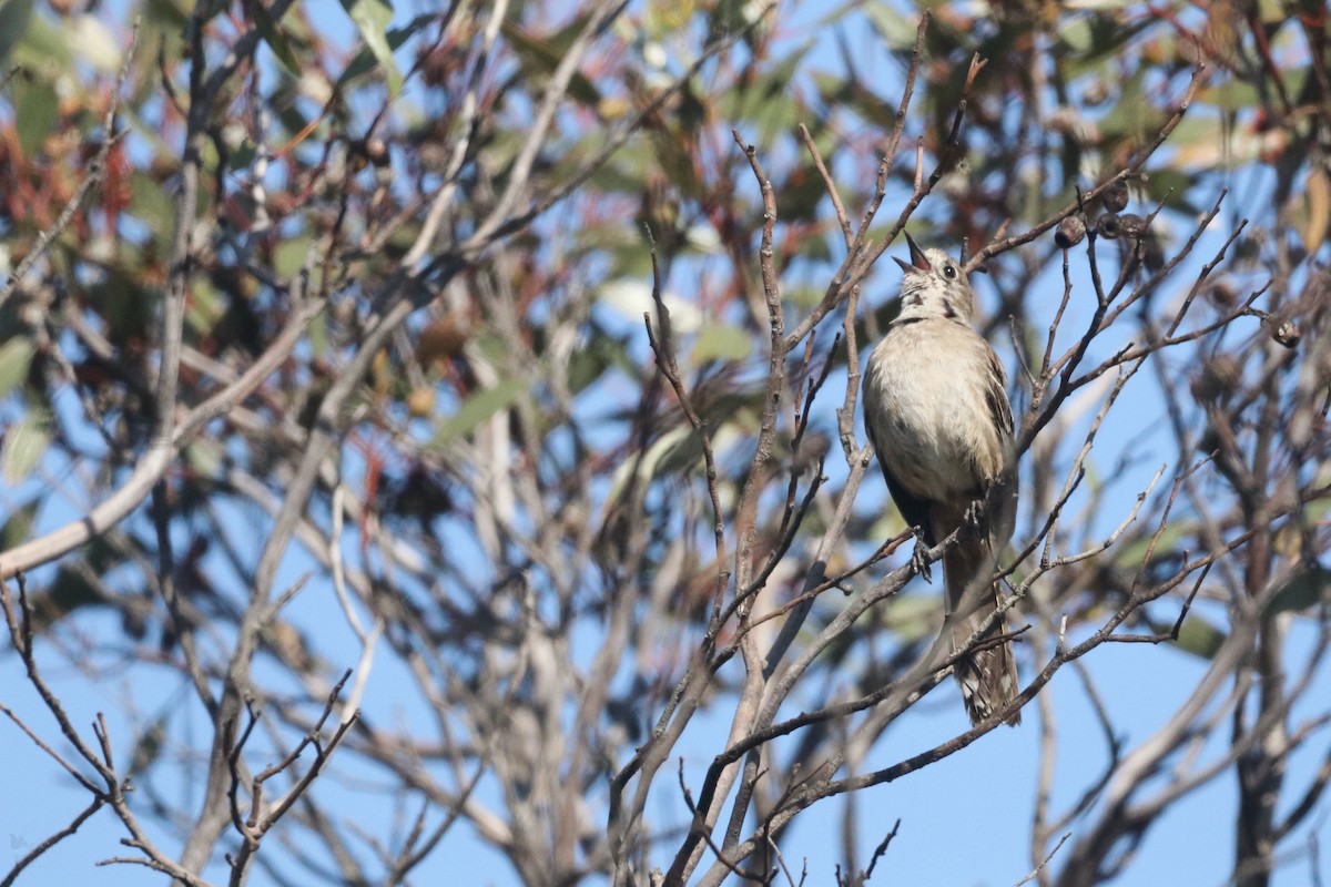 Southern Scrub-Robin - ML645703999