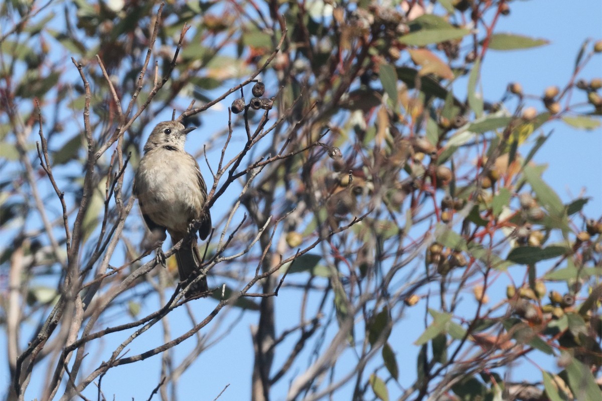 Southern Scrub-Robin - ML645704000