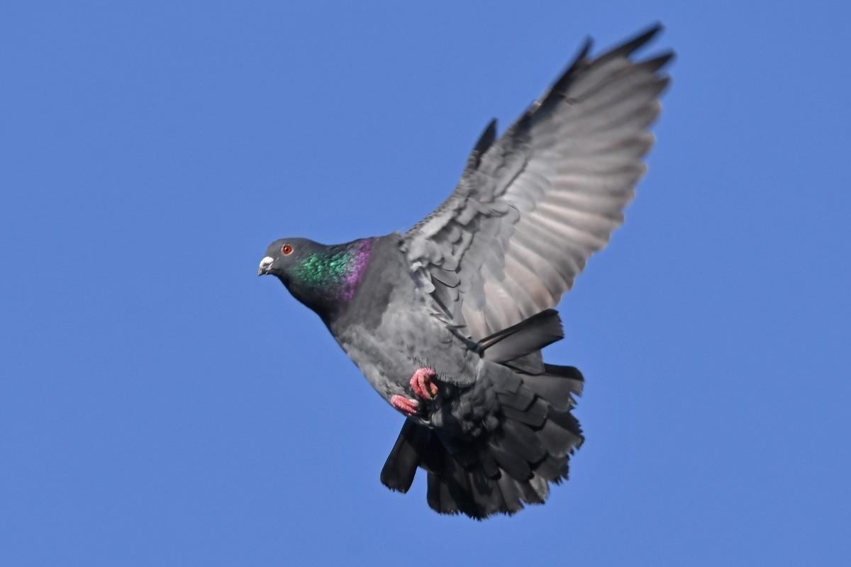 Rock Pigeon (Feral Pigeon) - ML645704003