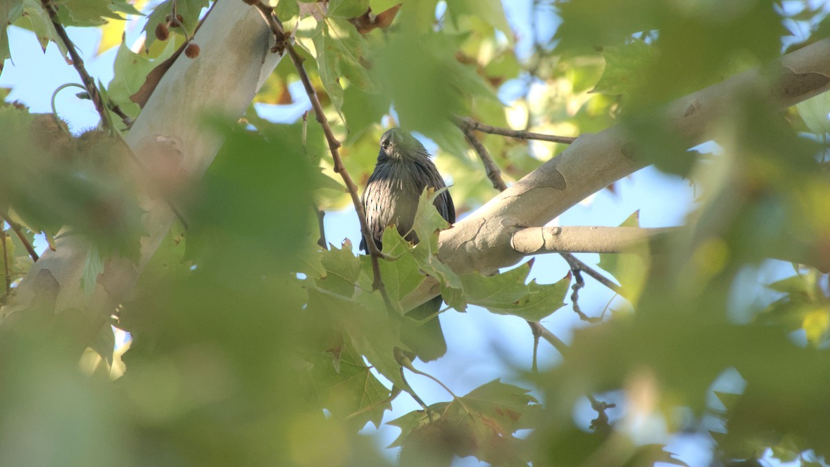 זרזיר שחור - ML645704008