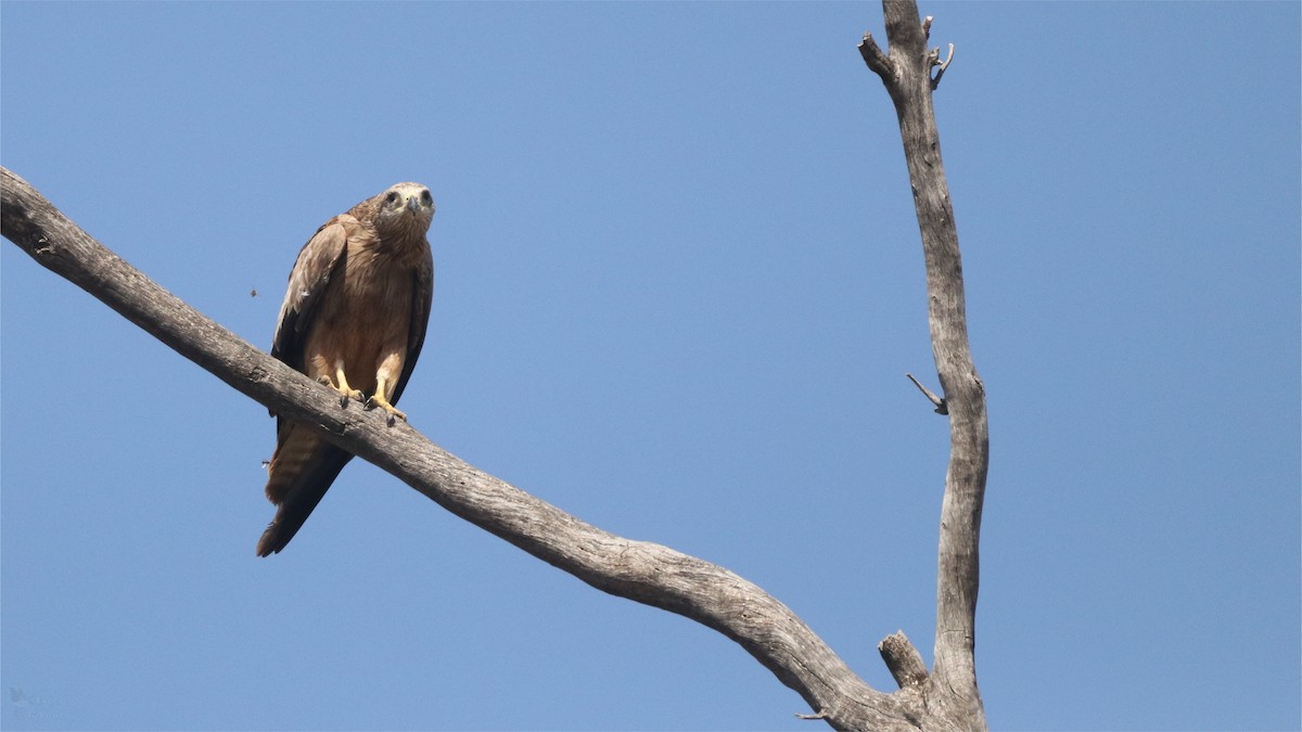 Black Kite - ML645704010
