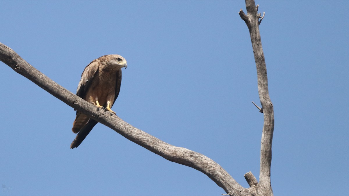 Black Kite - ML645704011