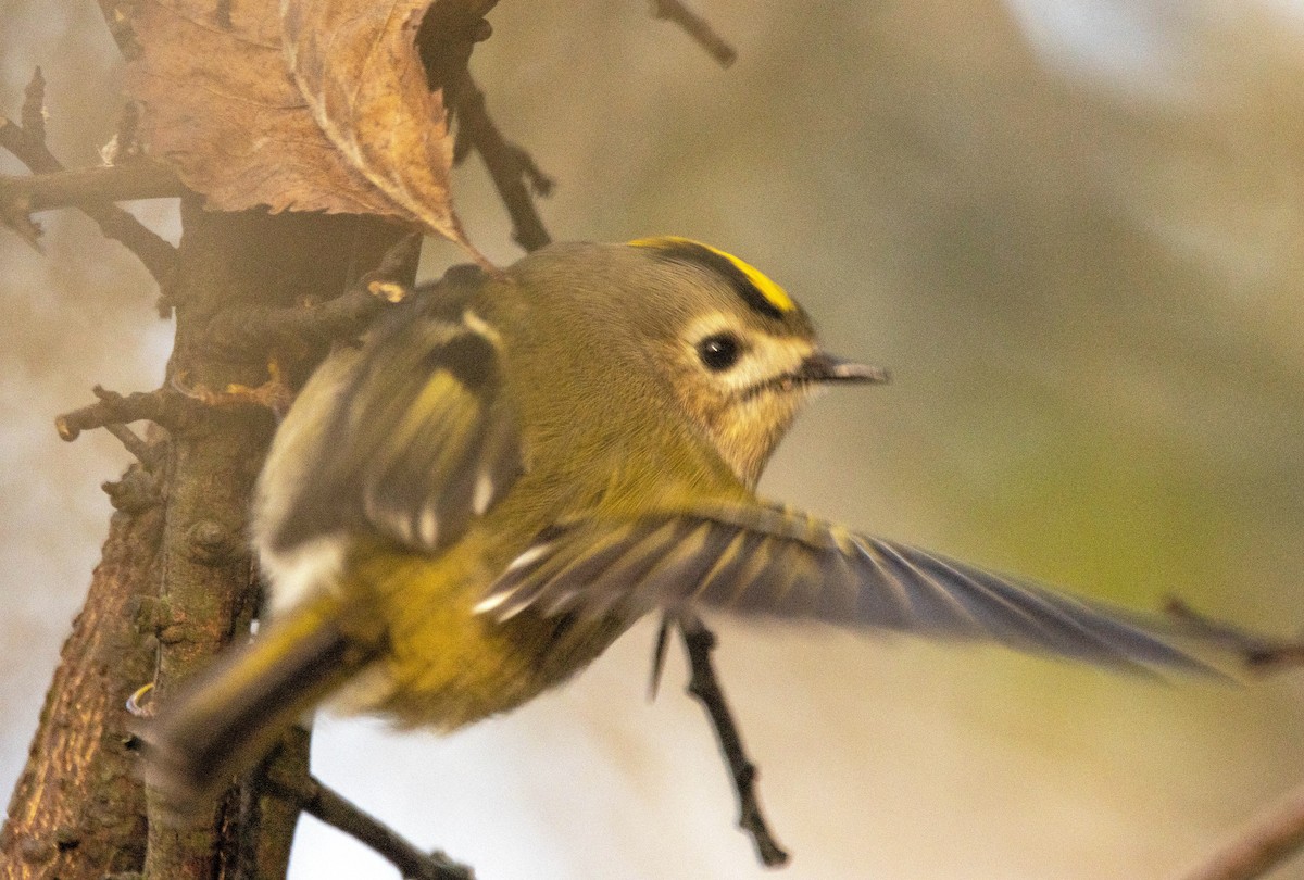 Goldcrest - ML645704022