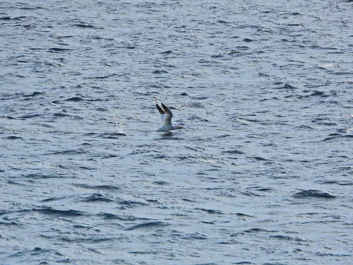 Northern Gannet - ML645704025