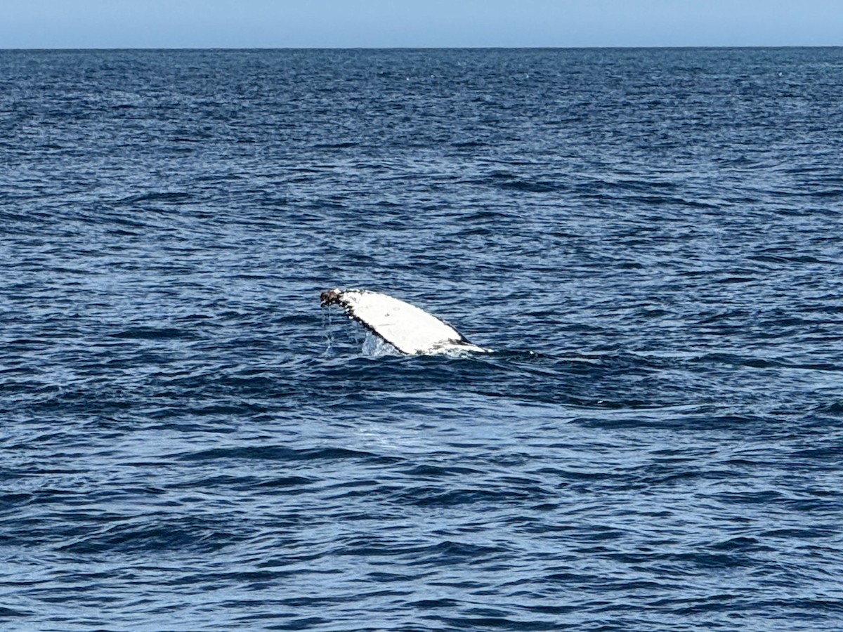 南露脊鯨 - ML645704028