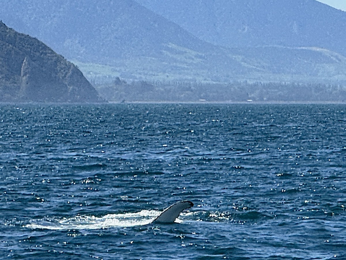 南露脊鯨 - ML645704029