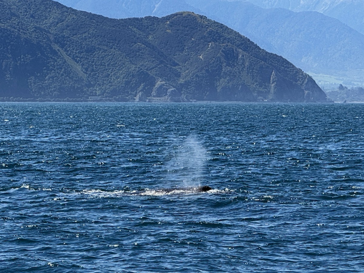 南露脊鯨 - ML645704030