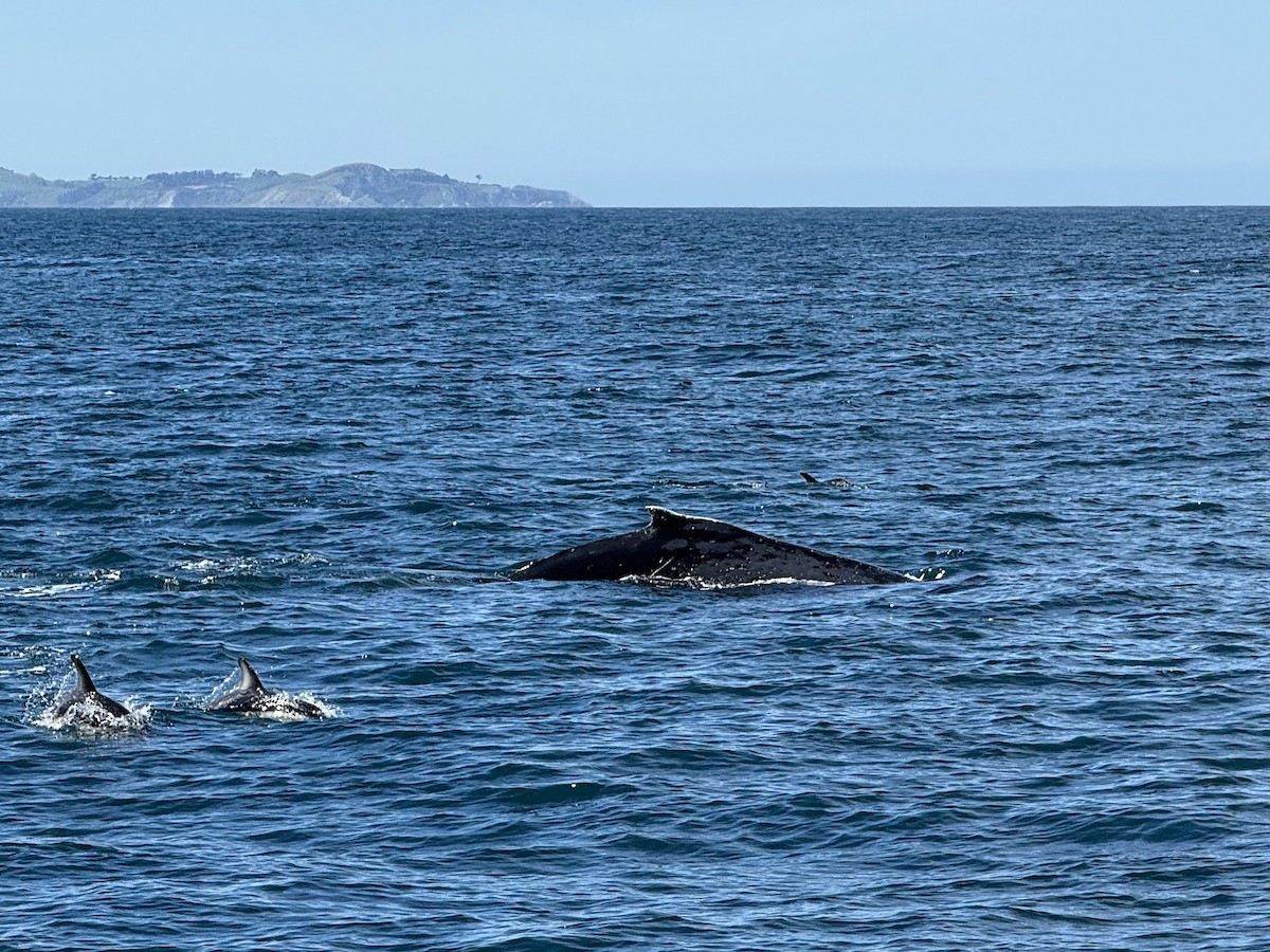 南露脊鯨 - ML645704031