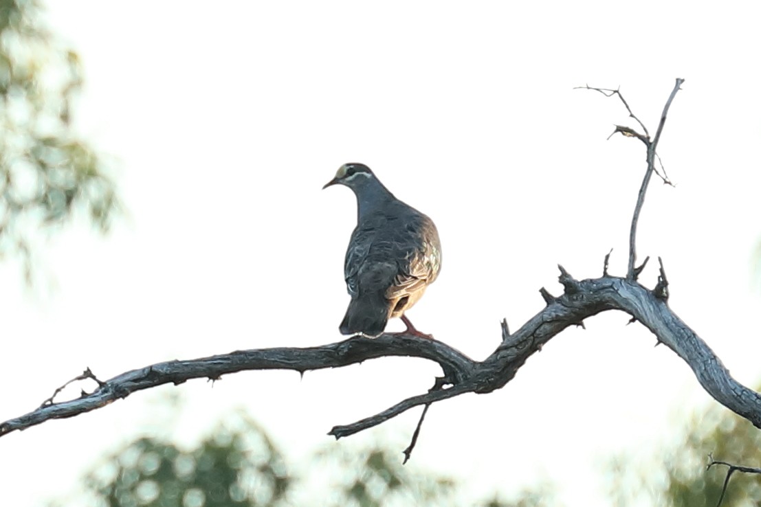 Common Bronzewing - ML645704032