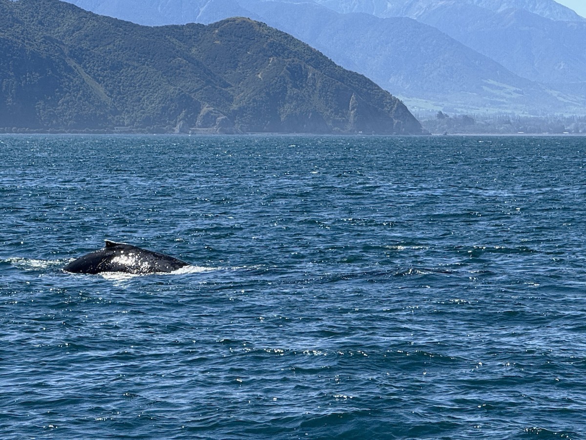 南露脊鯨 - ML645704033