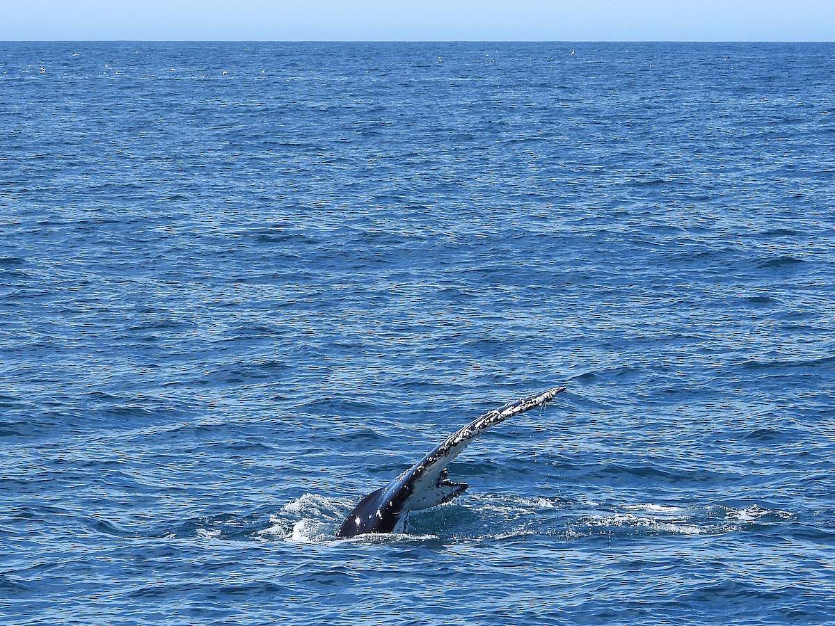 南露脊鯨 - ML645704034