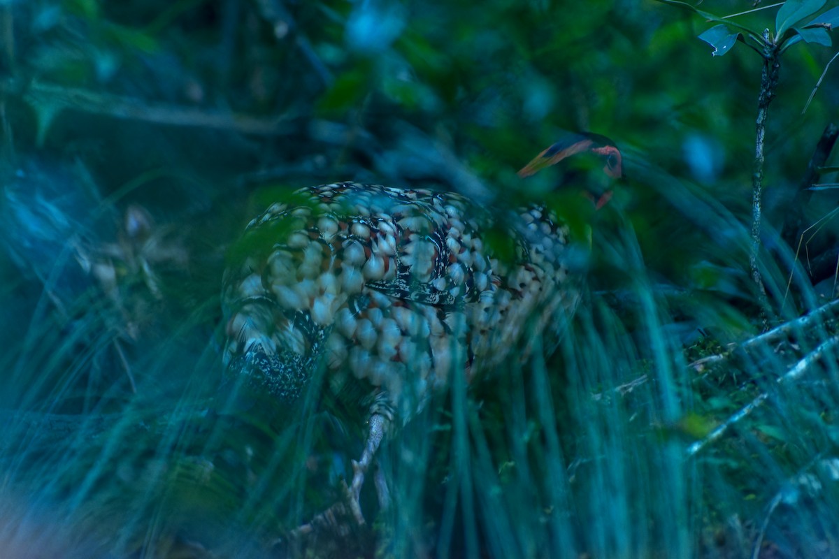 Cabot's Tragopan - ML645704035