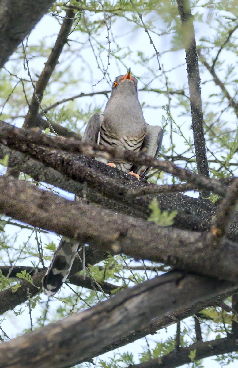 African Cuckoo - ML645704036