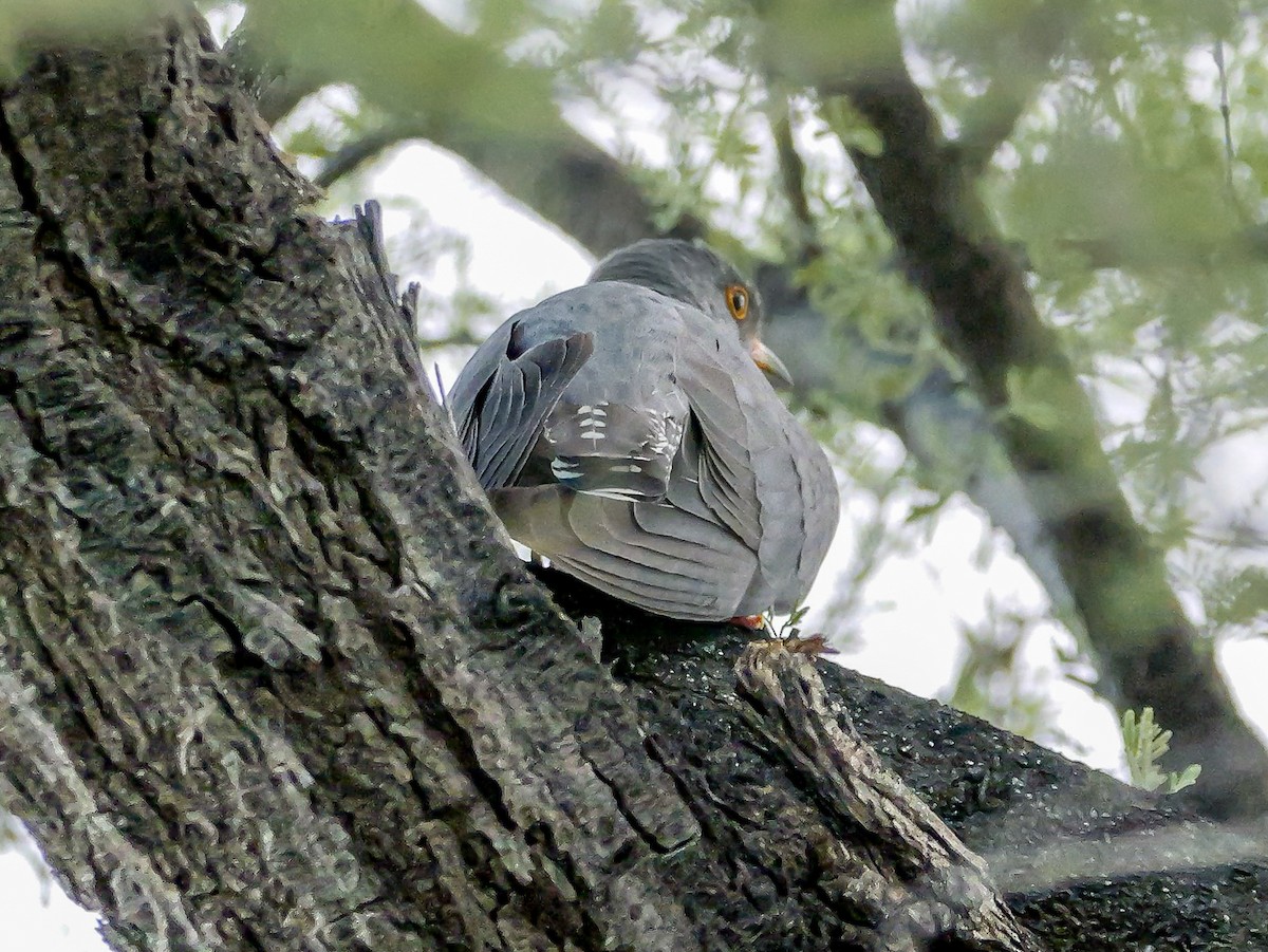 African Cuckoo - ML645704037