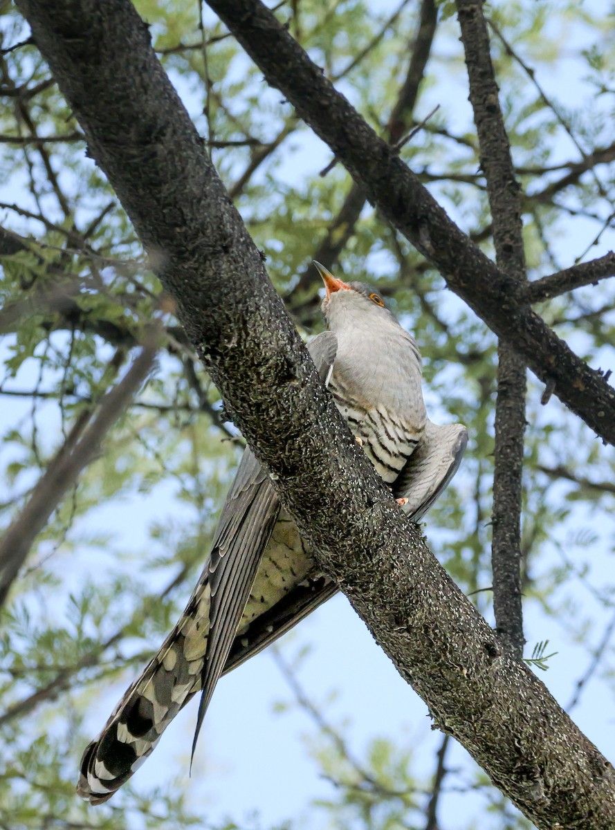 African Cuckoo - ML645704038