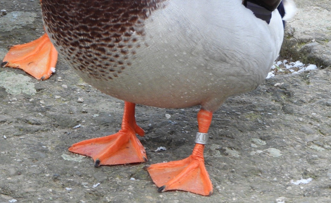 Mallard - ML645704041