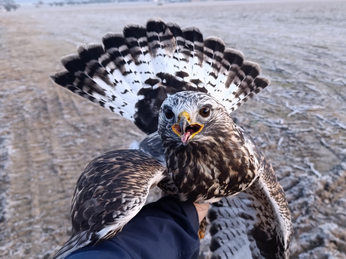 Rough-legged Hawk - ML645704042