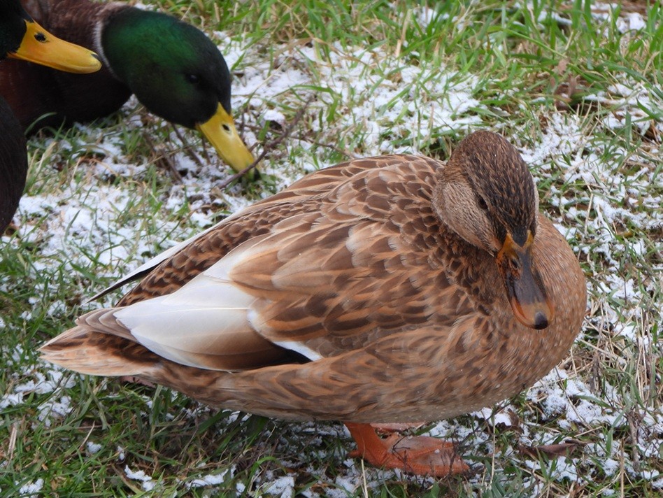 Mallard - ML645704043