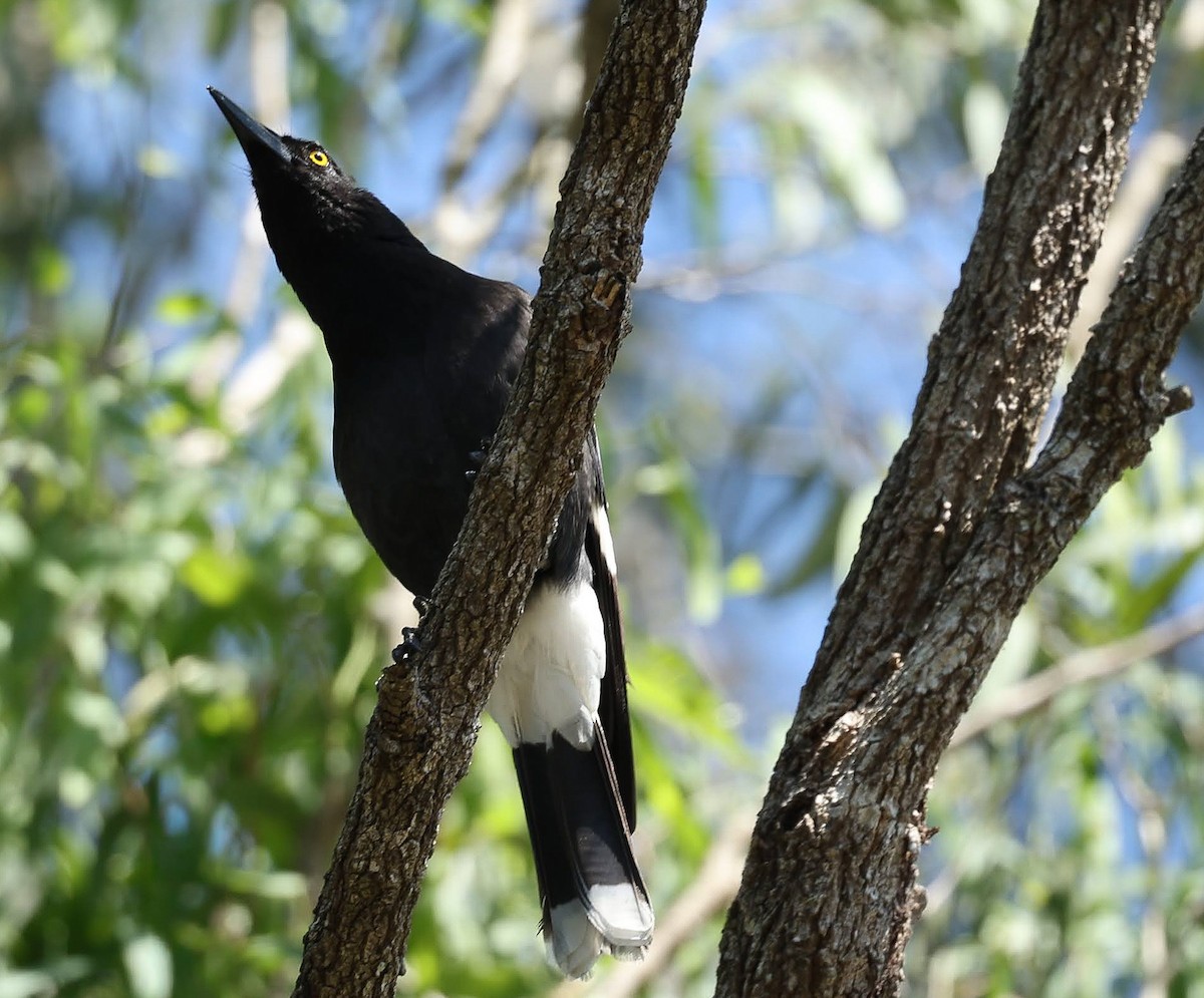 Pied Currawong - ML645704044