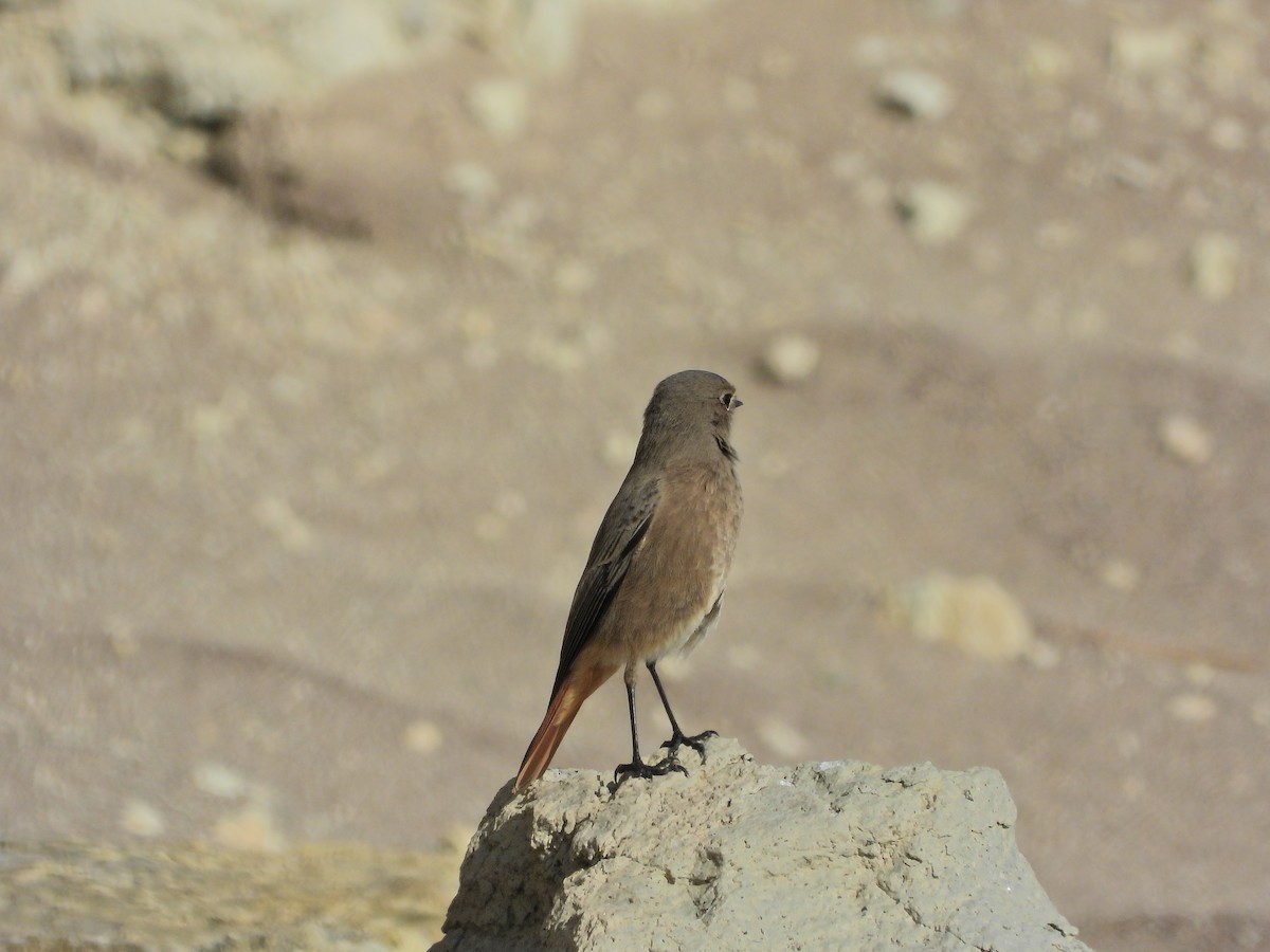 Black Redstart - ML645704045