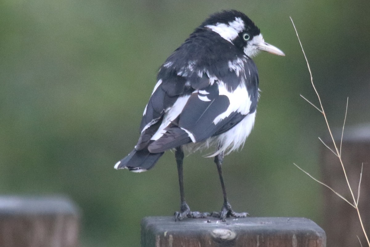 Magpie-lark - ML645704049