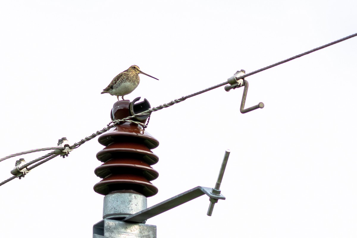 Common Snipe - ML645704050