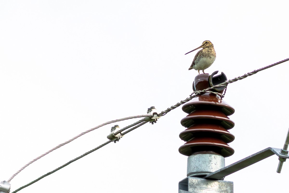 Common Snipe - ML645704051