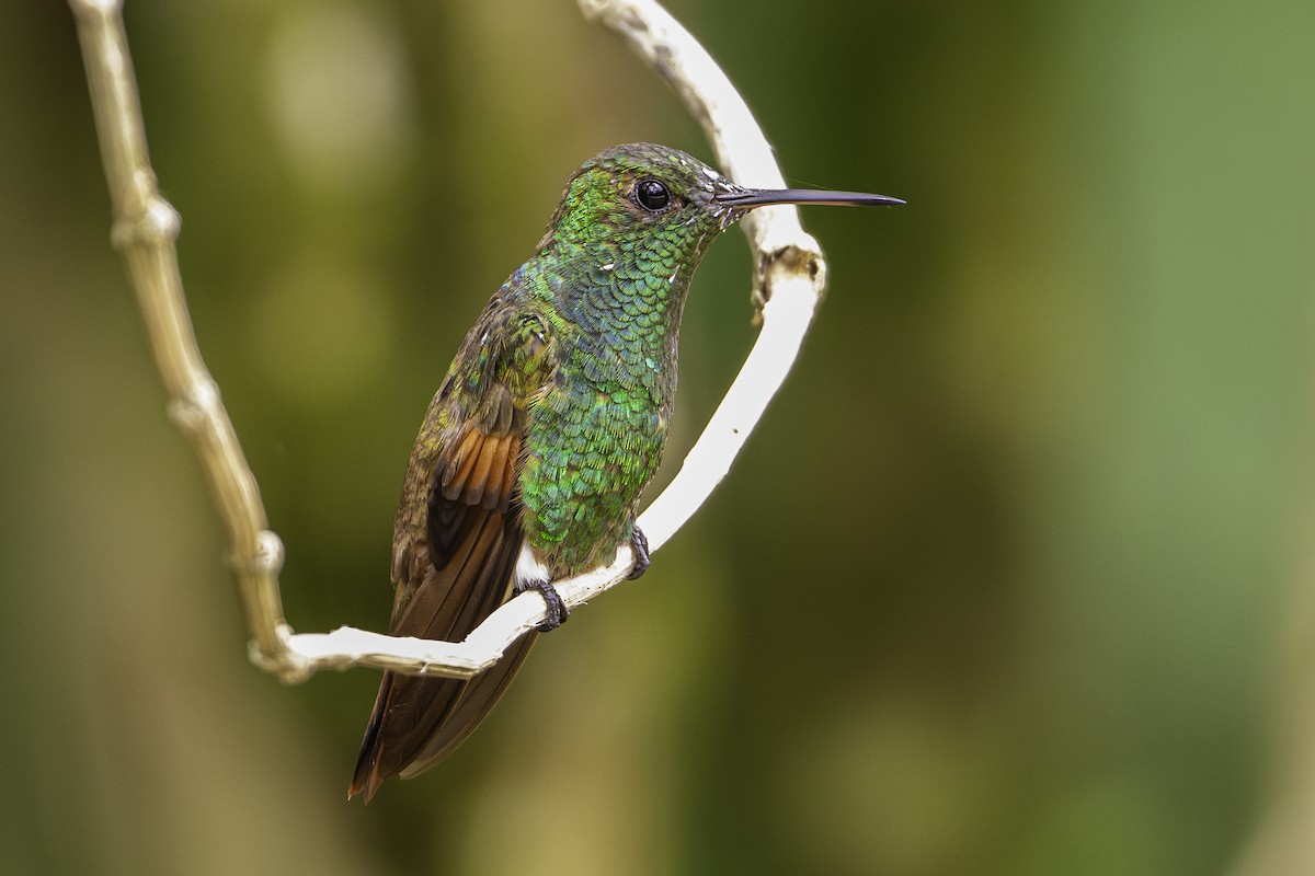 Rufous-tailed Hummingbird - ML645704052