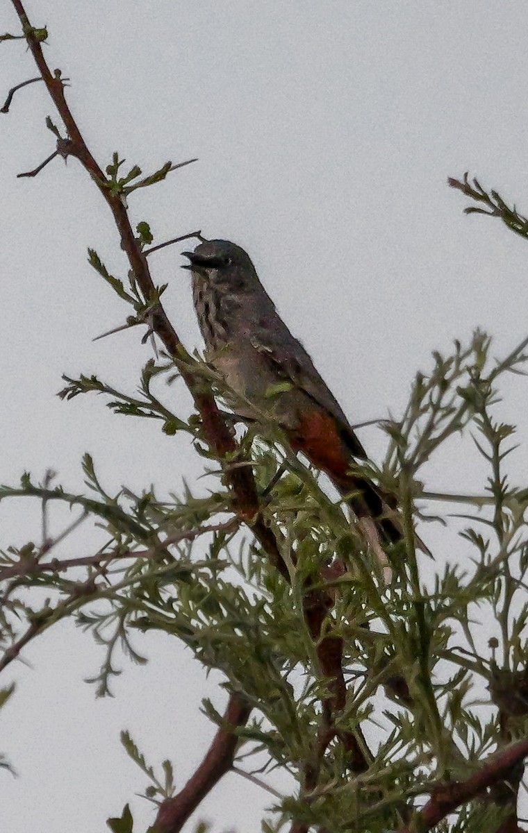 Chestnut-vented Warbler - ML645704053