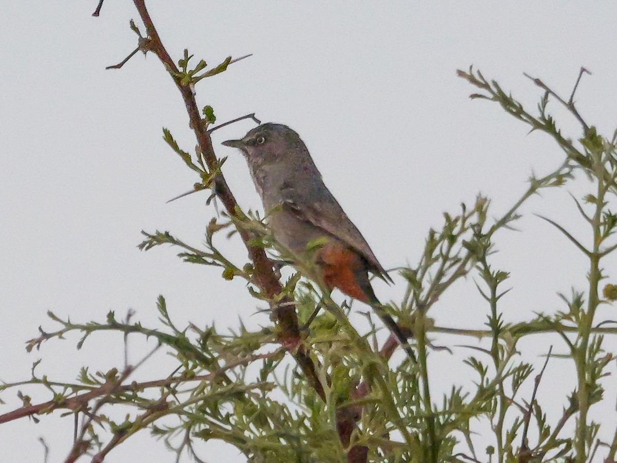 Chestnut-vented Warbler - ML645704054