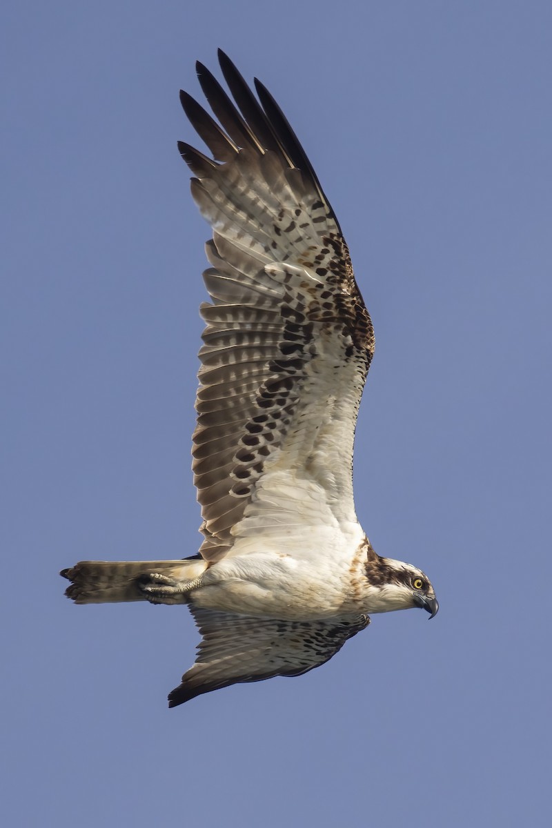 Osprey - ML645704055