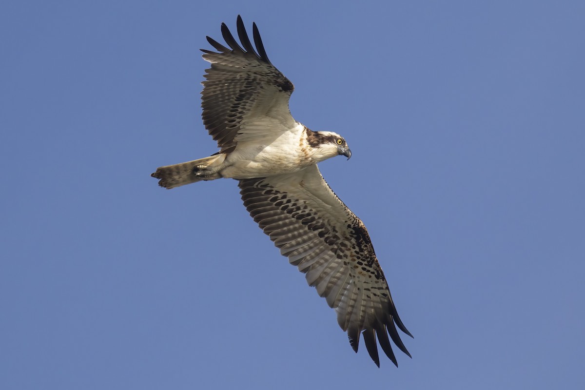 Osprey - ML645704056