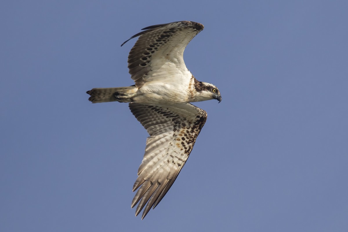 Osprey - ML645704057