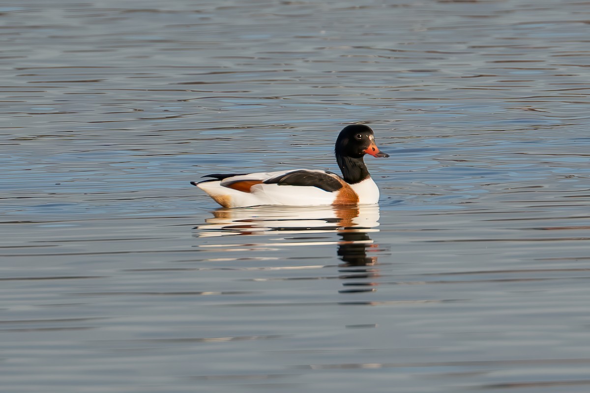 Common Shelduck - ML645704058
