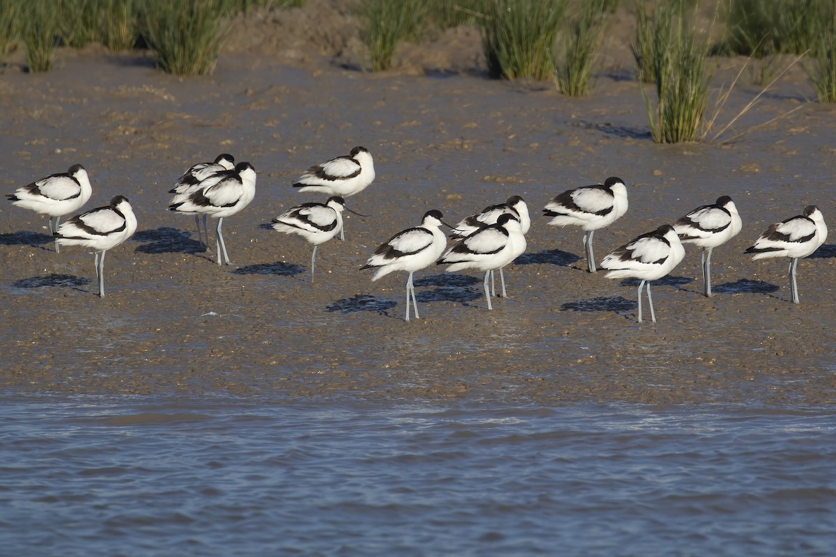 Pied Avocet - ML645704059