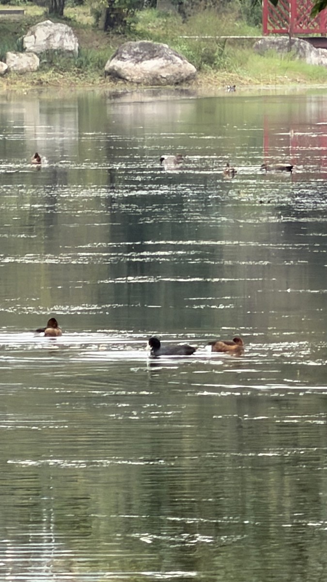 Ferruginous Duck - ML645704060