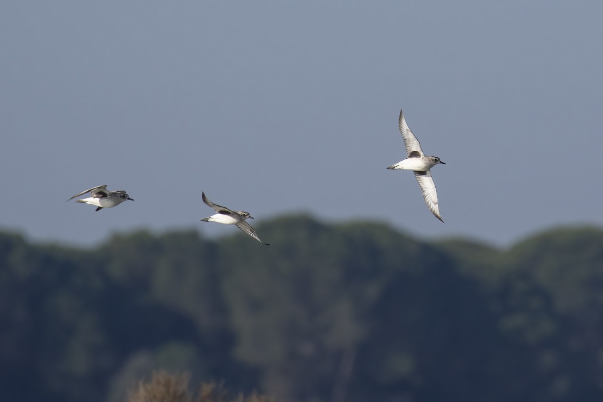 Black-bellied Plover - ML645704061