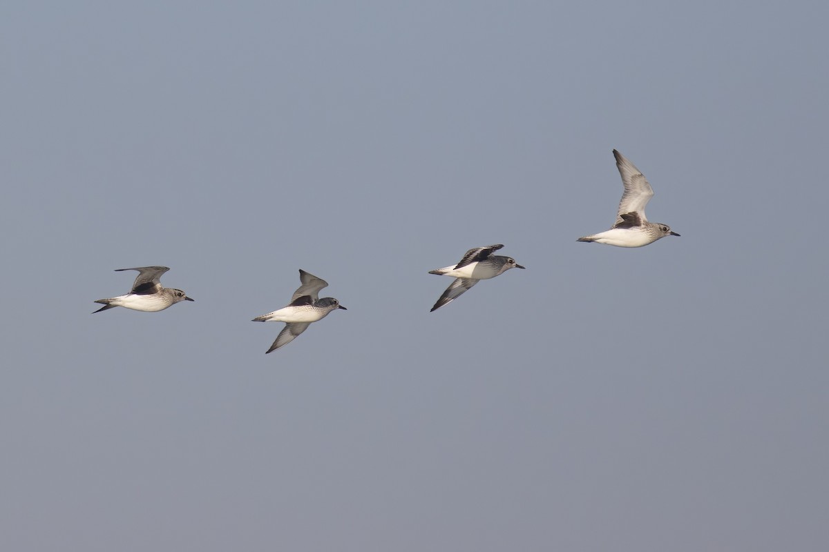Black-bellied Plover - ML645704062