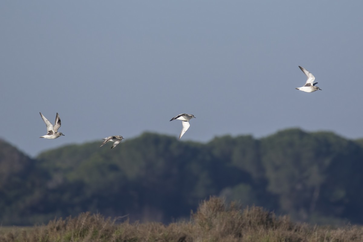 Black-bellied Plover - ML645704063