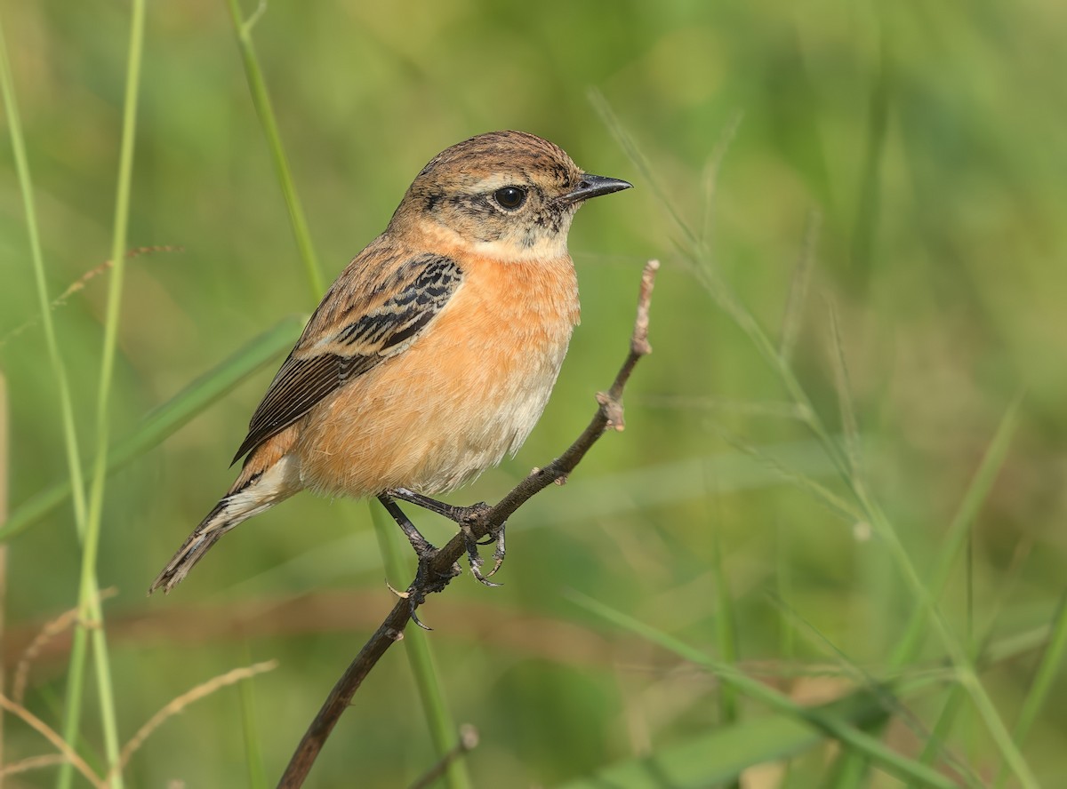 Amur Stonechat - ML645704064
