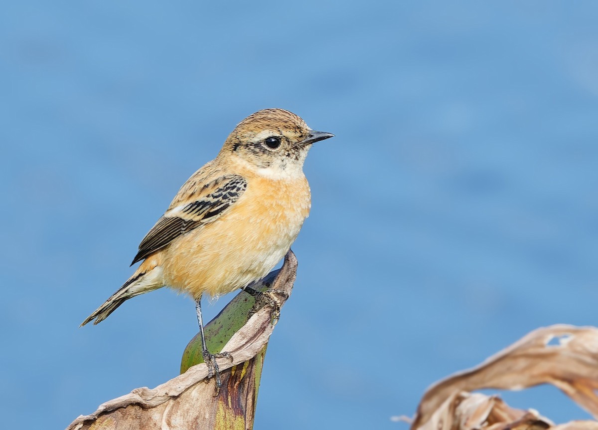 Amur Stonechat - ML645704065