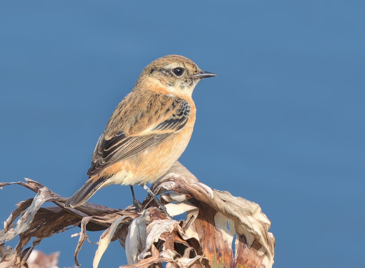 Amur Stonechat - ML645704066