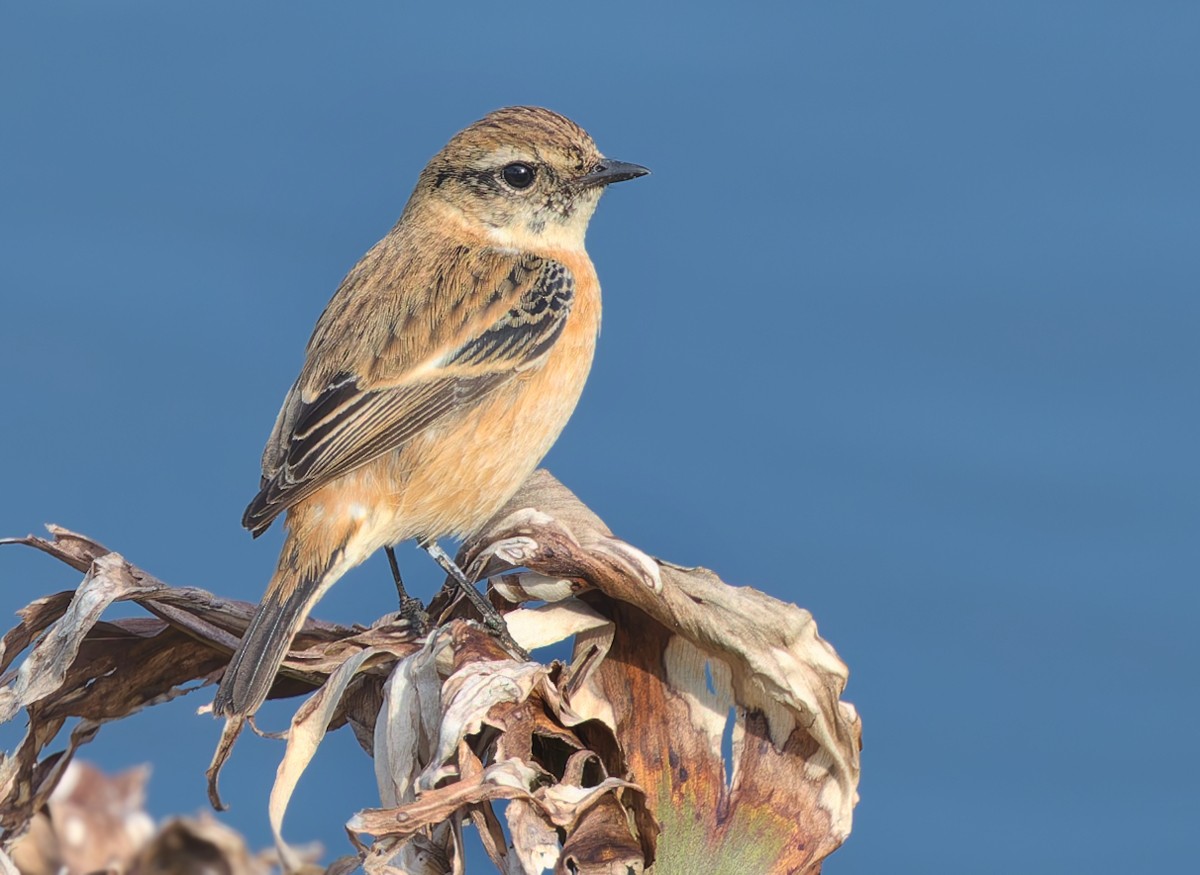 Amur Stonechat - ML645704067
