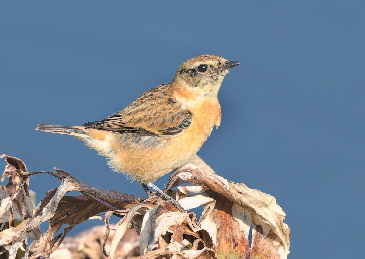 Amur Stonechat - ML645704068