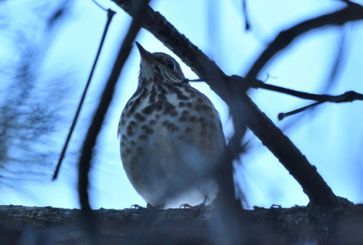 Grive solitaire - ML645704076