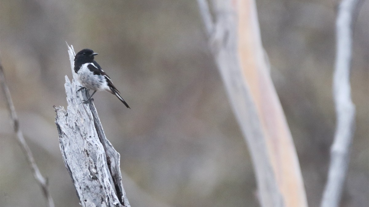 kutteflueskvett - ML645704077