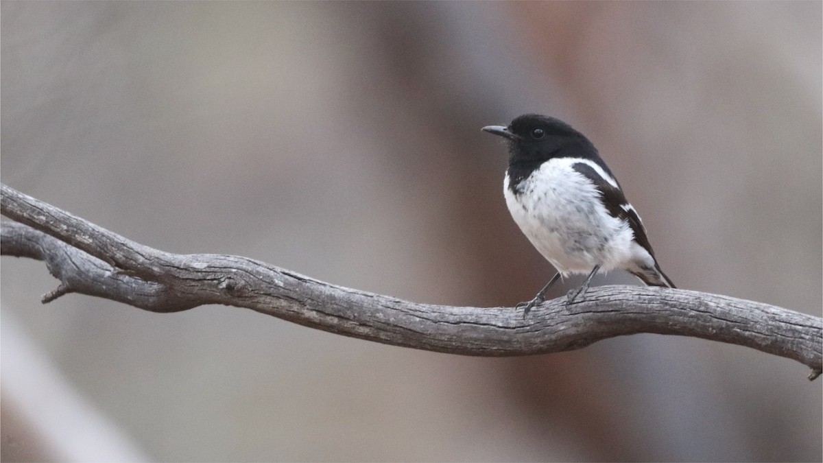 kutteflueskvett - ML645704078