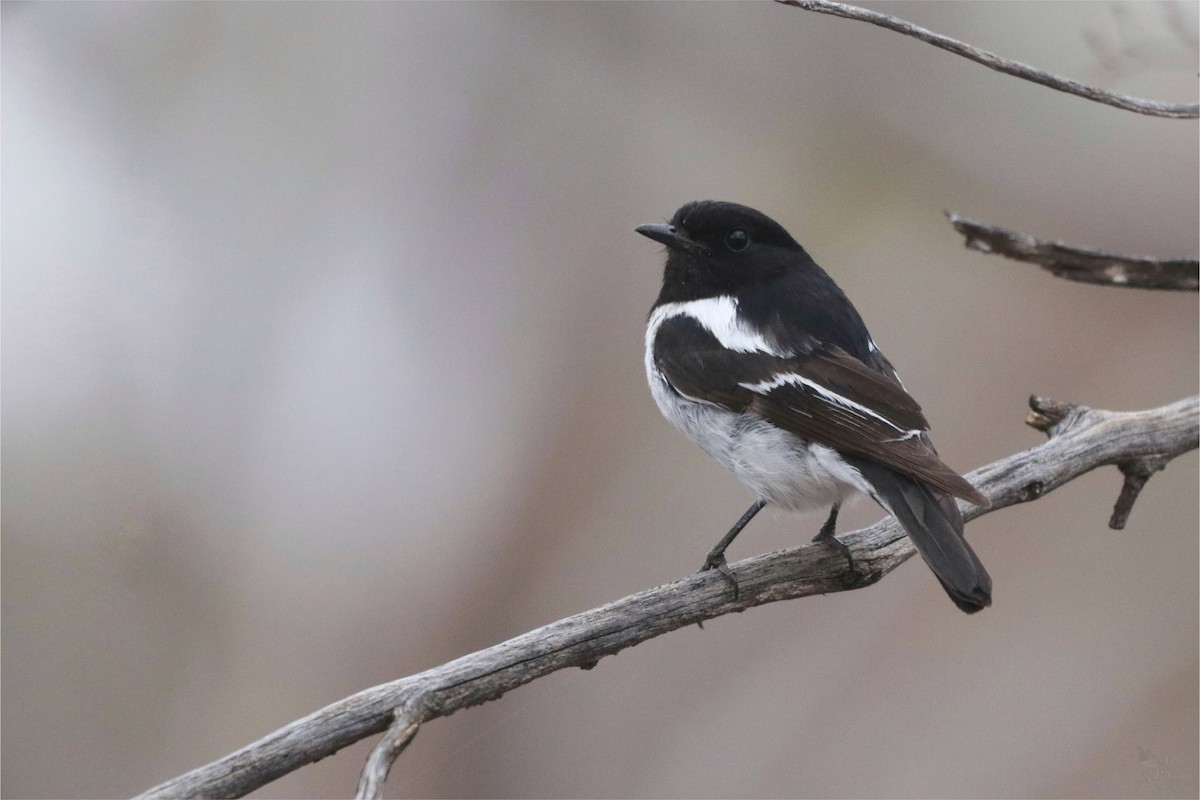 kutteflueskvett - ML645704079