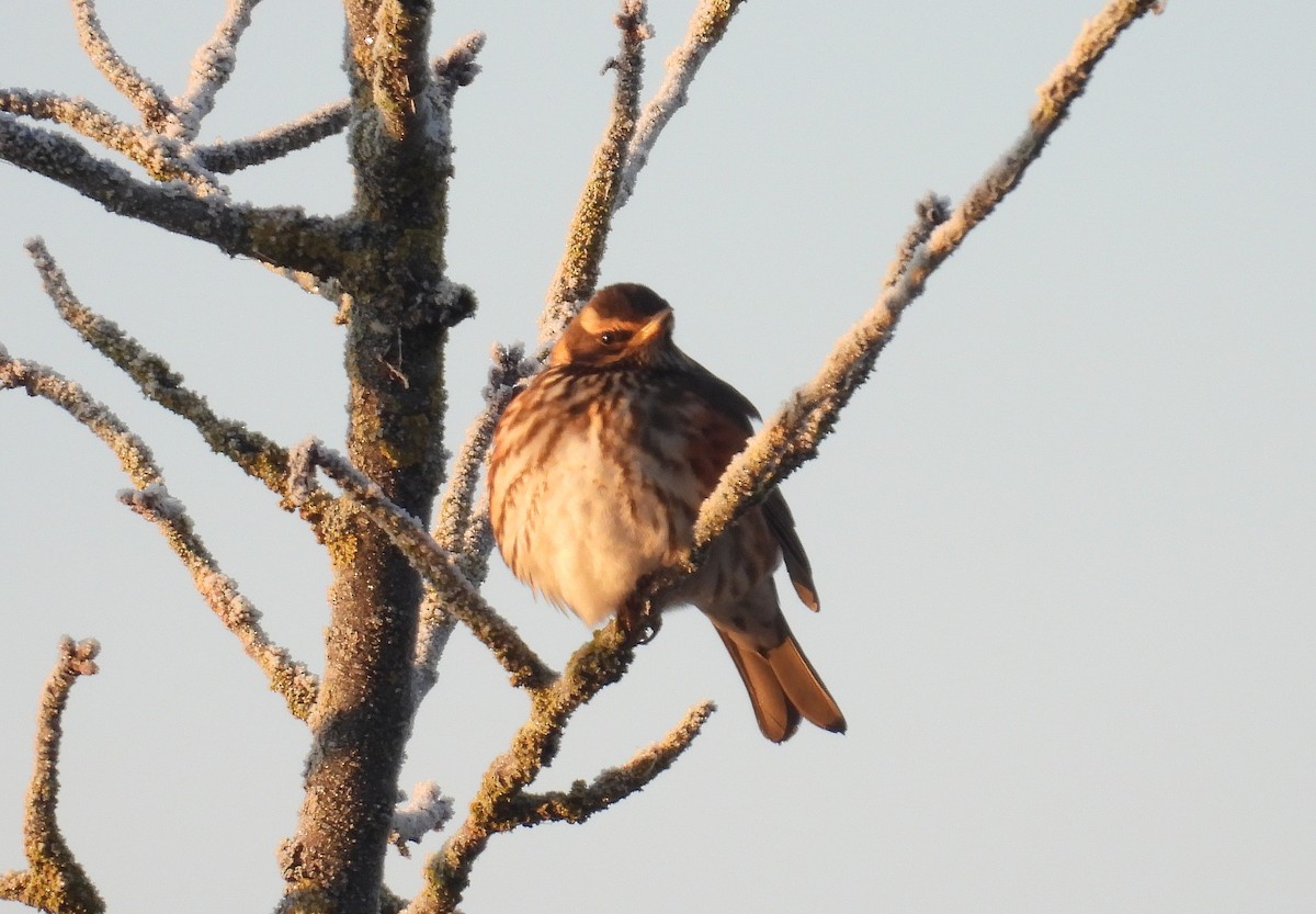 Redwing - ML645704083