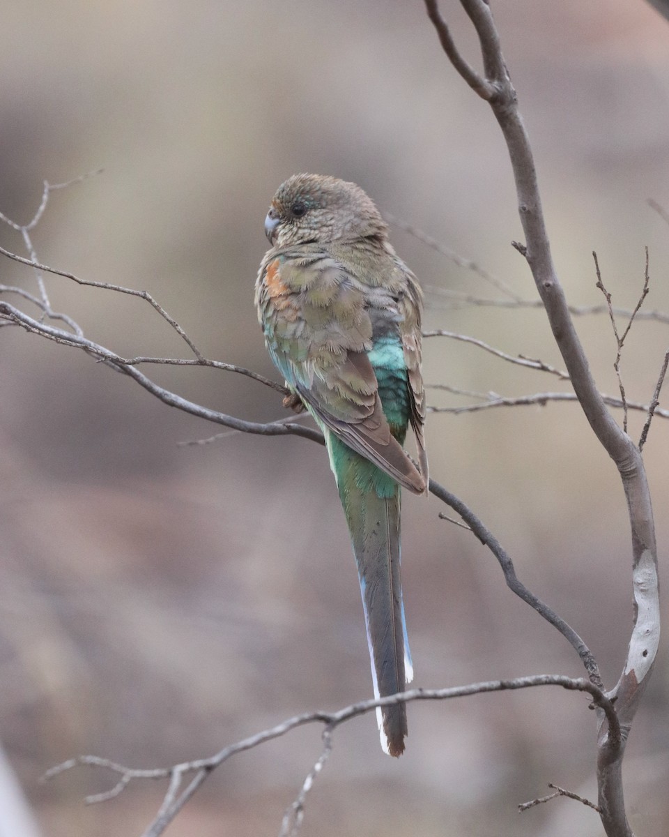 Mulga Parrot - ML645704086